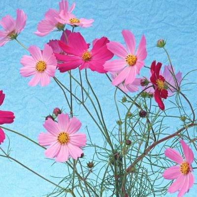 乐发lv彩票app下载安装